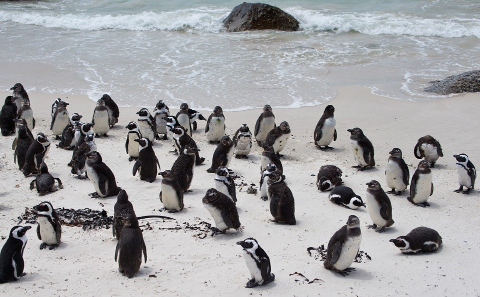 Boulders beach