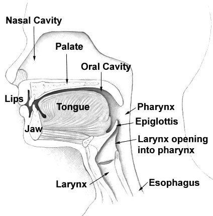 Learn a new language